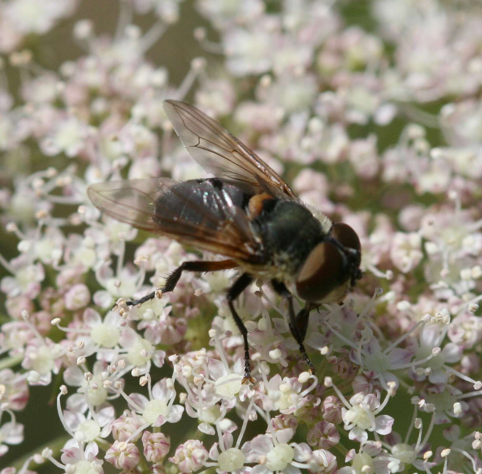 Image of Phasia hemiptera (Fabricius 1794)