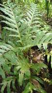 Image of basket fern