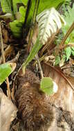 Image of basket fern