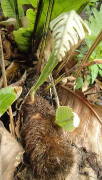 Imagem de Aglaomorpha quercifolia (L.) Hovenkamp & S. Linds.