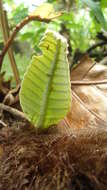 Image of basket fern