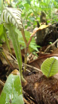 Image of basket fern