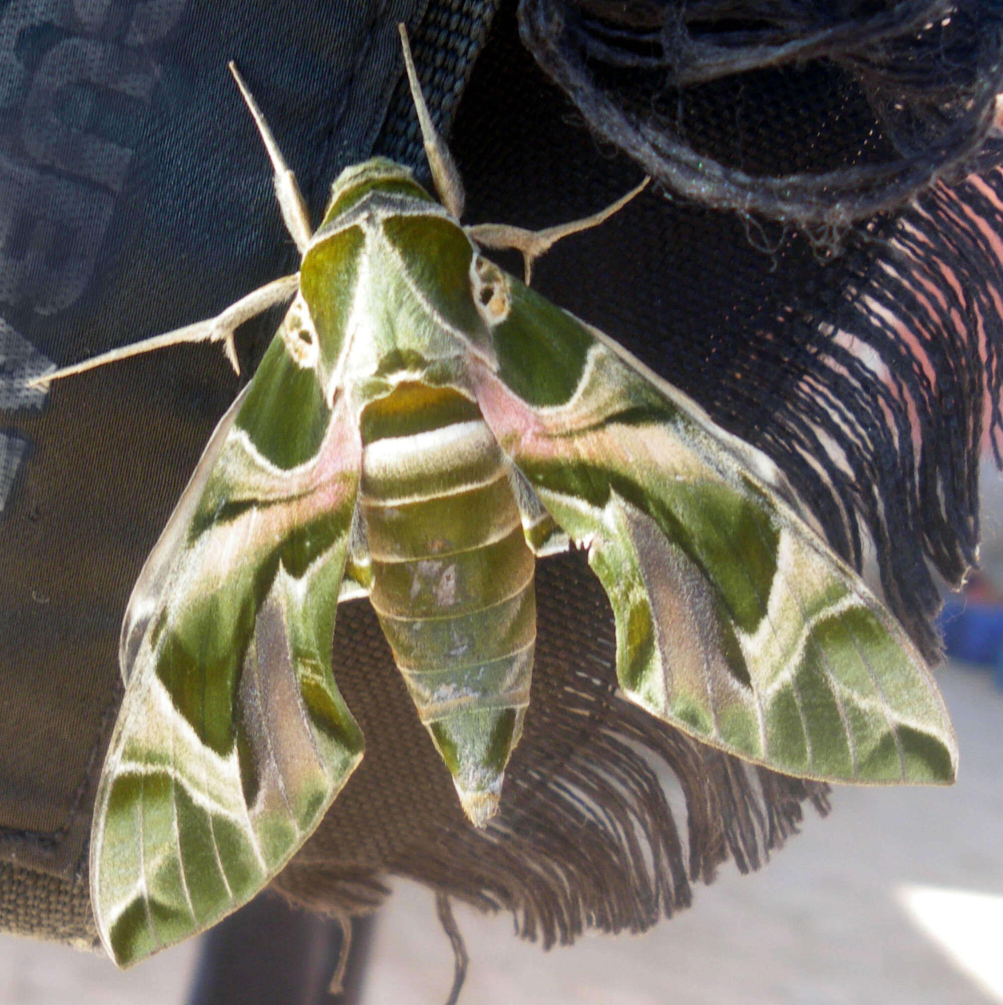 Image of oleander hawk-moth