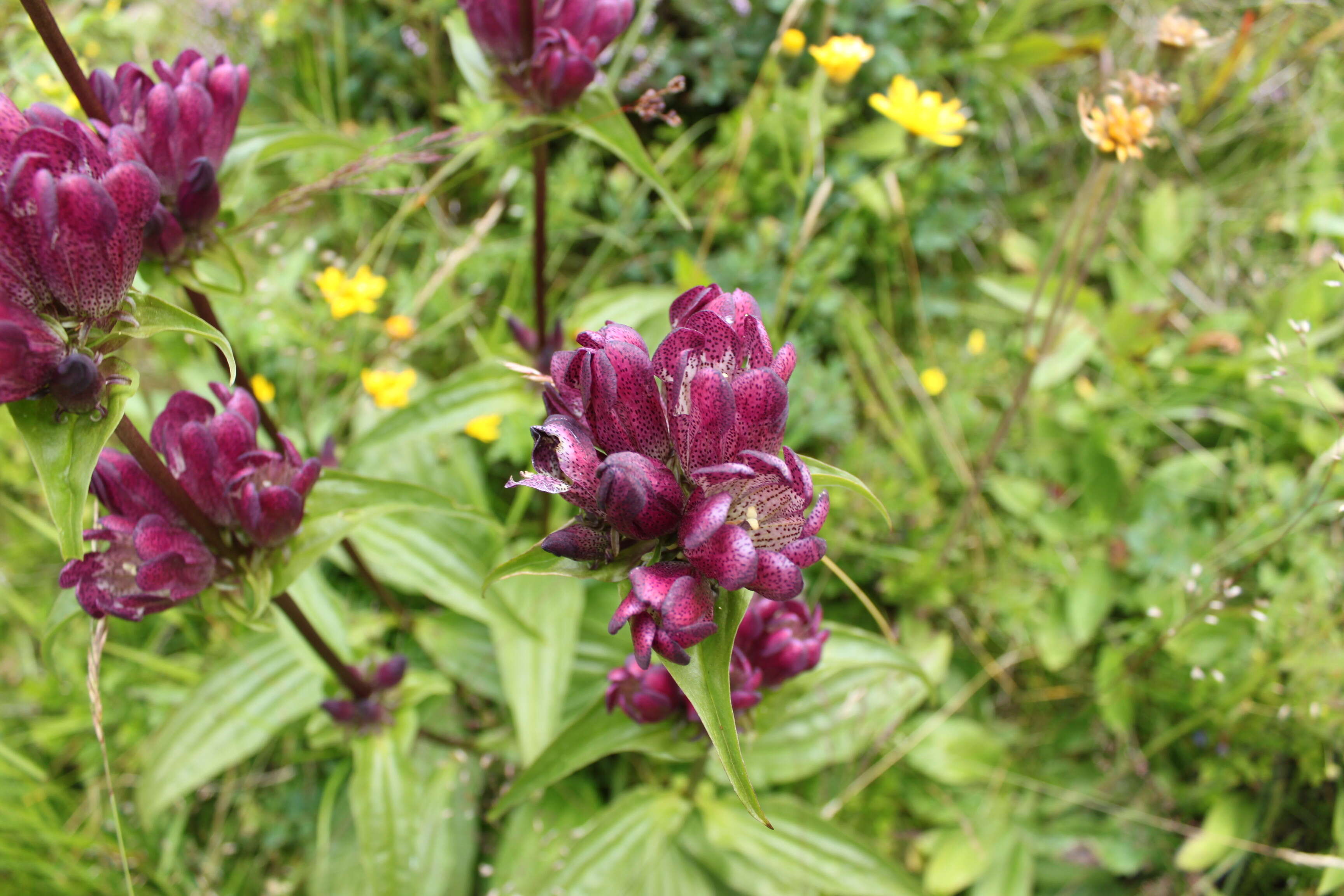 Image de Gentiana pannonica Scop.