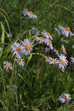 Imagem de Aster tongolensis Franch.