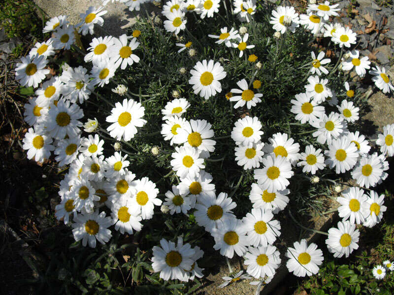 Слика од Rhodanthemum hosmariense (Ball) B. H. Wilcox, K. Bremer & C. J. Humphries