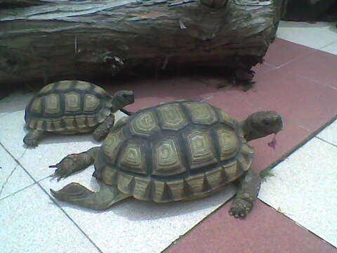 Image of Chilean Tortoise