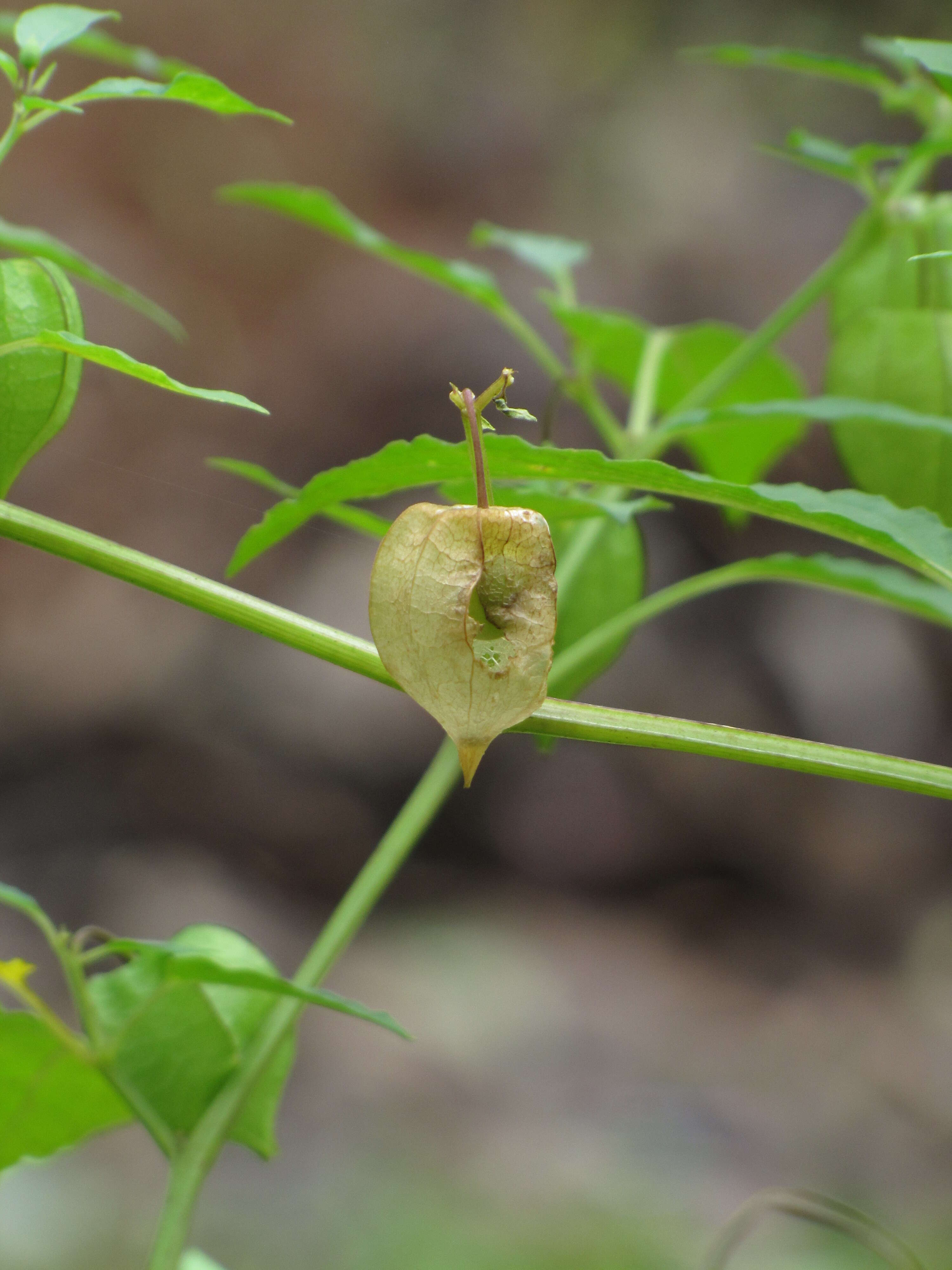 Image of cutleaf groundcherry