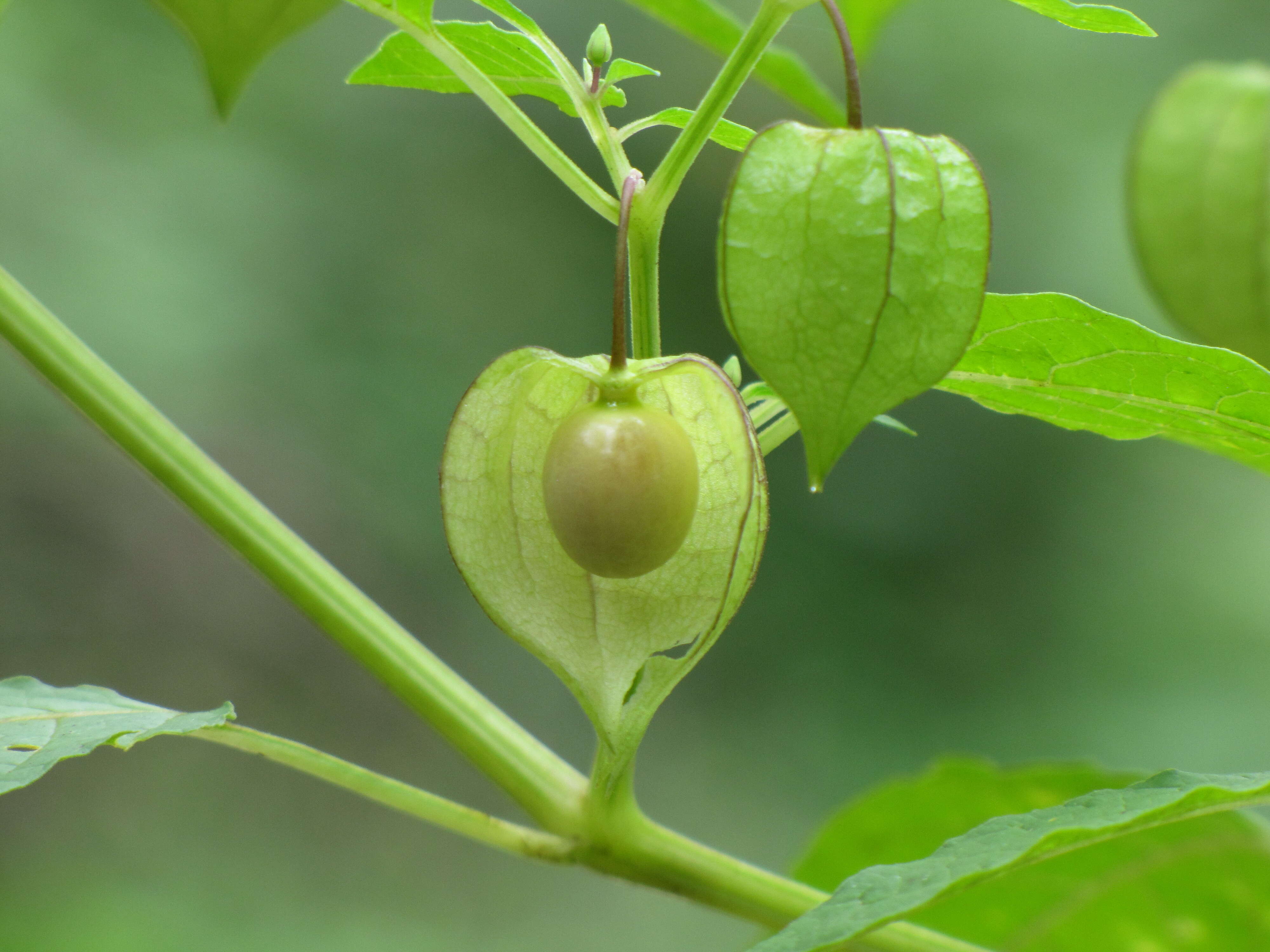 Image of cutleaf groundcherry