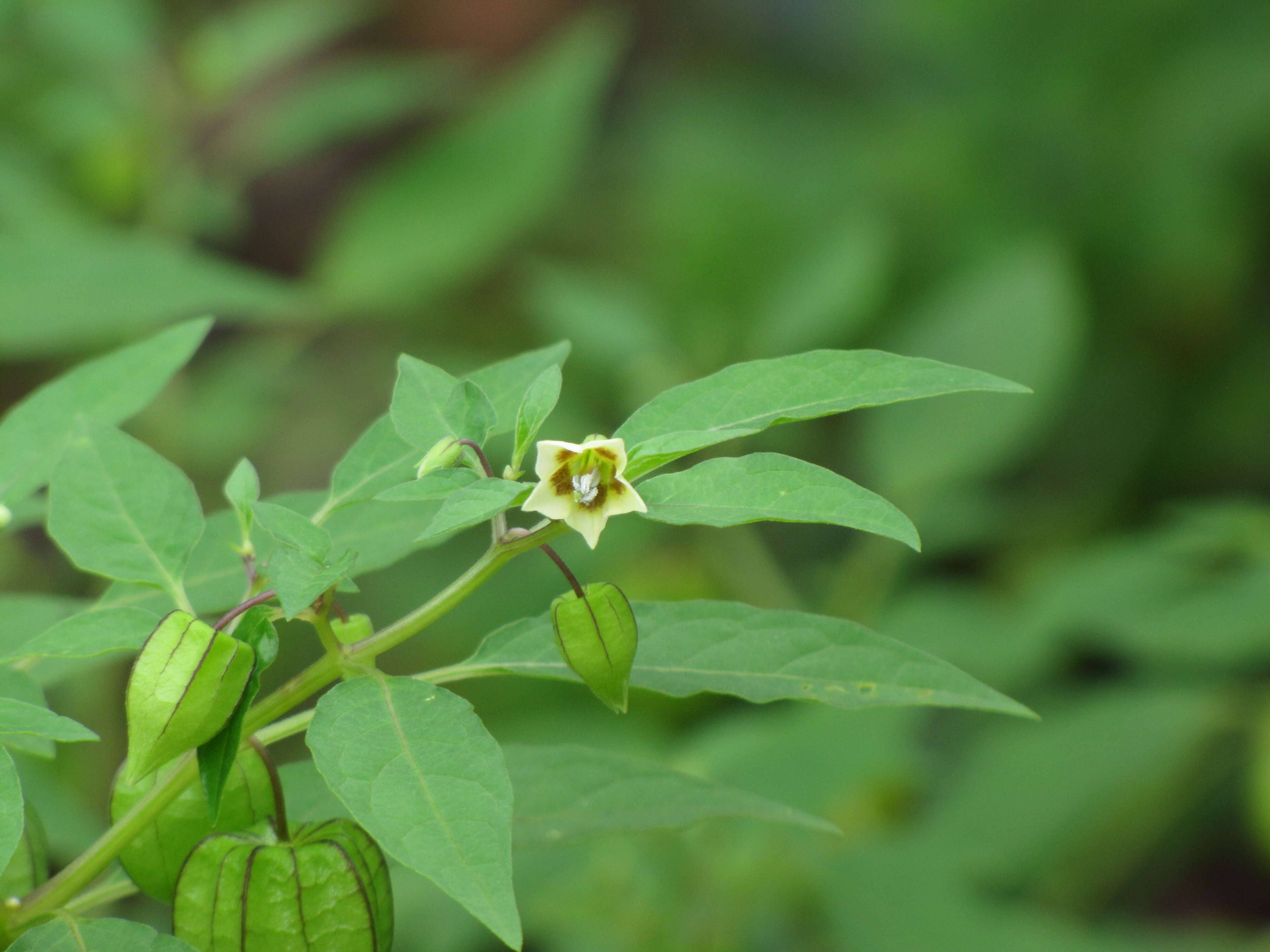 Image of cutleaf groundcherry