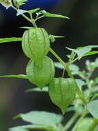 Image of cutleaf groundcherry