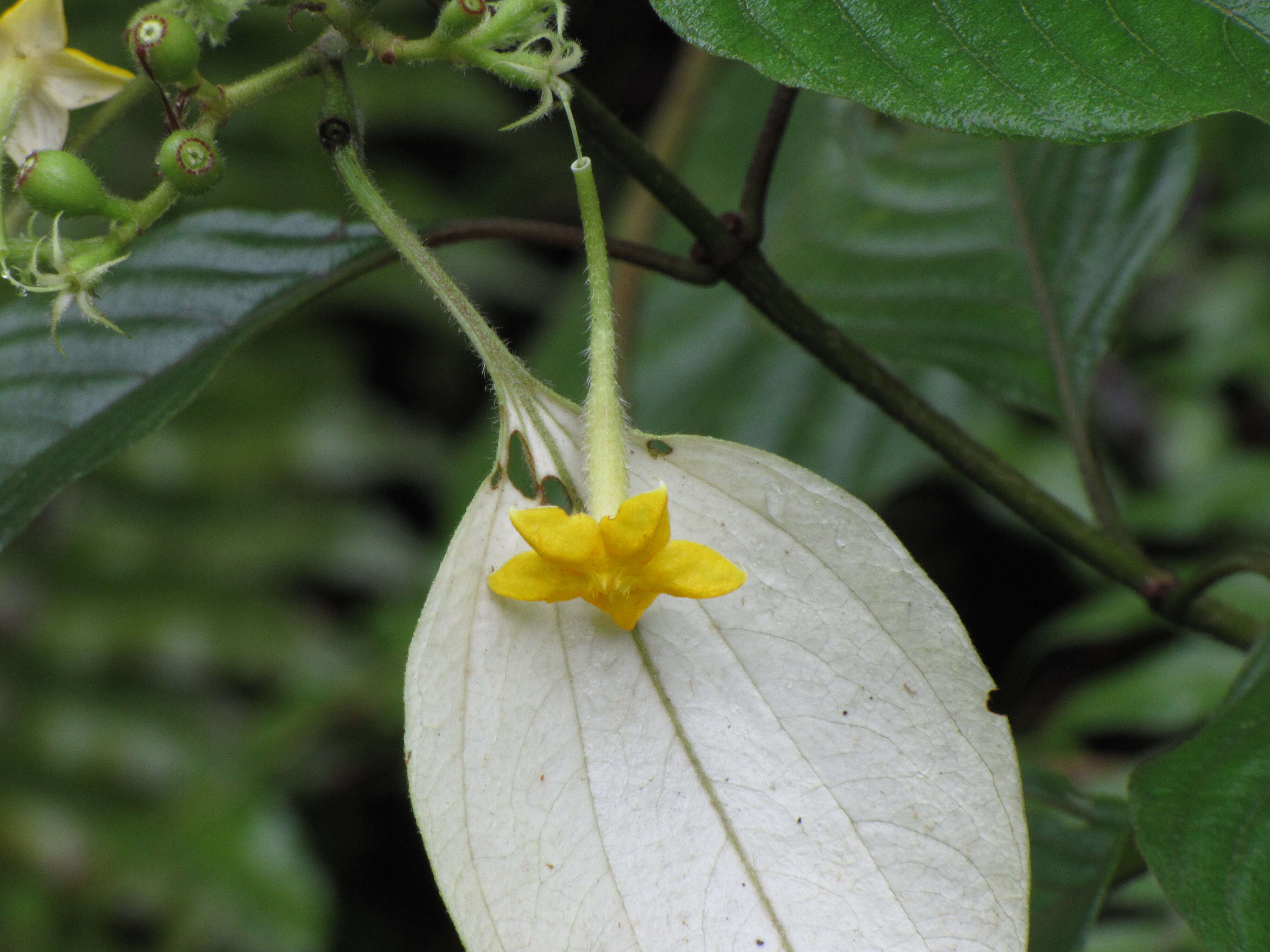 Image of White flag bush