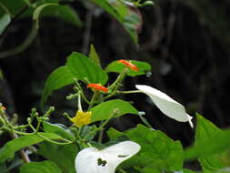 Image of White flag bush