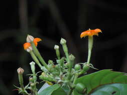 Image of White flag bush