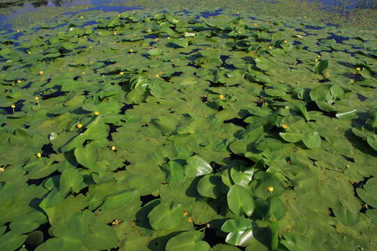 Image of Nuphar variegata Engelm. ex Dur.