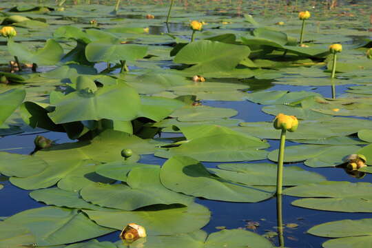 Image de Nuphar variegata Engelm. ex Dur.