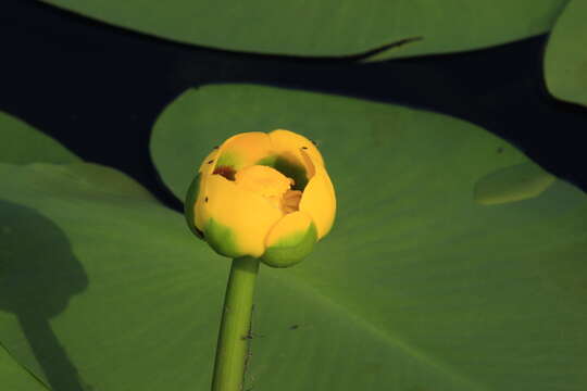 Image de Nuphar variegata Engelm. ex Dur.