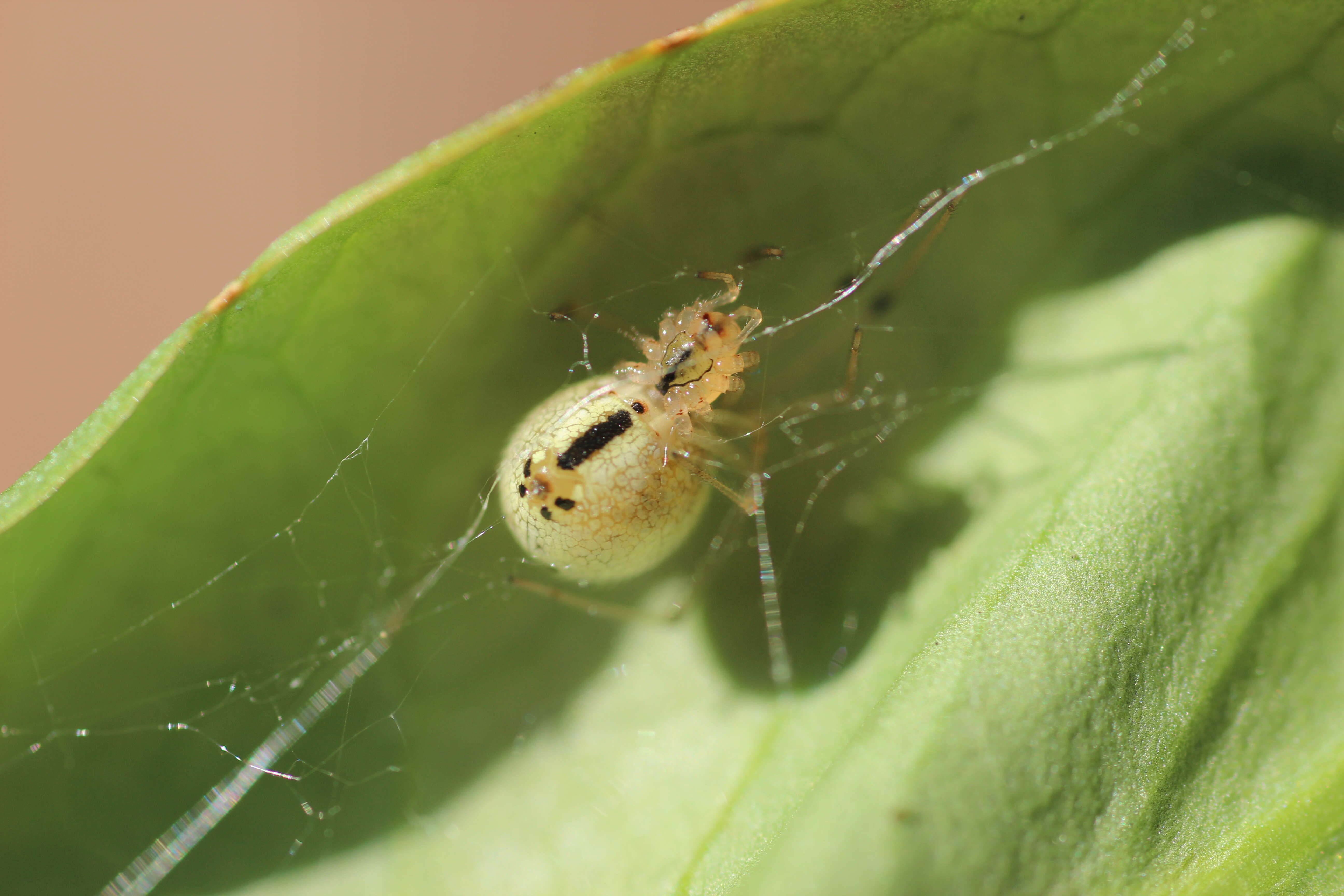 Image of Enoplognatha latimana Hippa & Oksala 1982