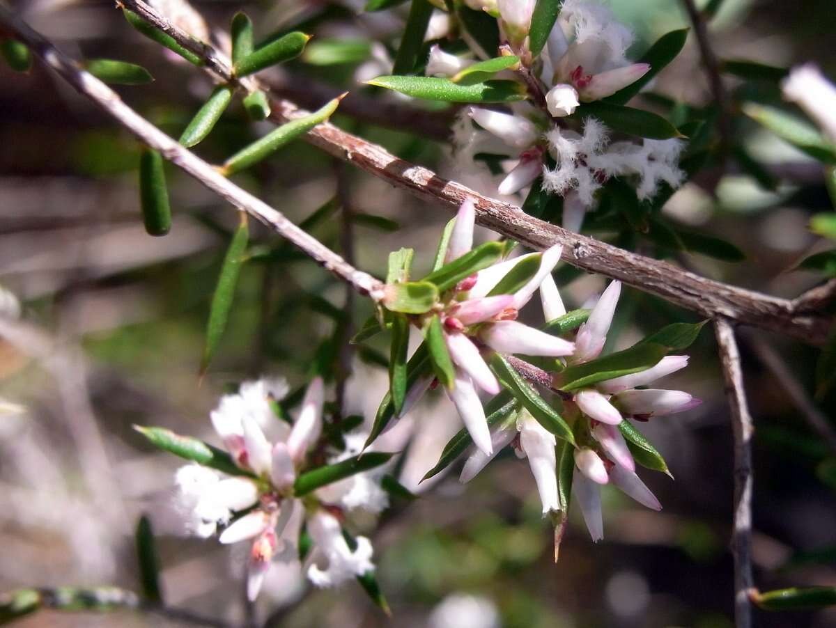 Image of Leucopogon ericoides (Sm.) R. Br.