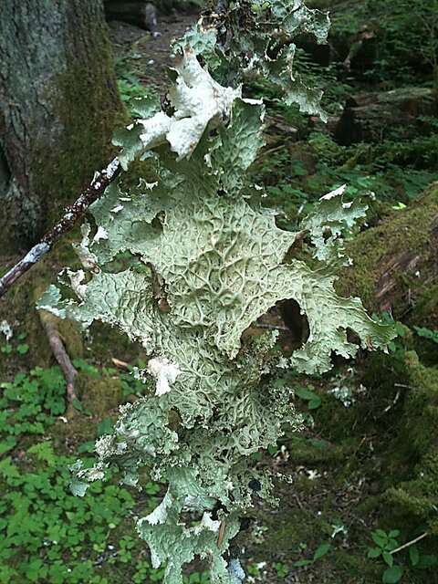 Image of Oregon lung lichen