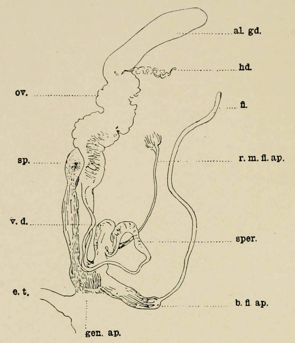 Image of Buliminus H. Beck 1837