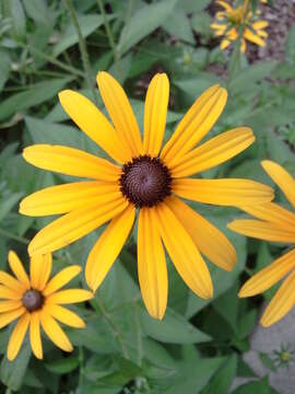 Image of orange coneflower