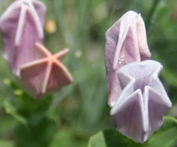 Plancia ëd Spigelia gentianoides Chapm. ex A. DC.