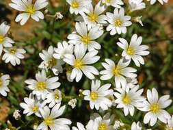 Image of Cerastium utriense G. Barberis