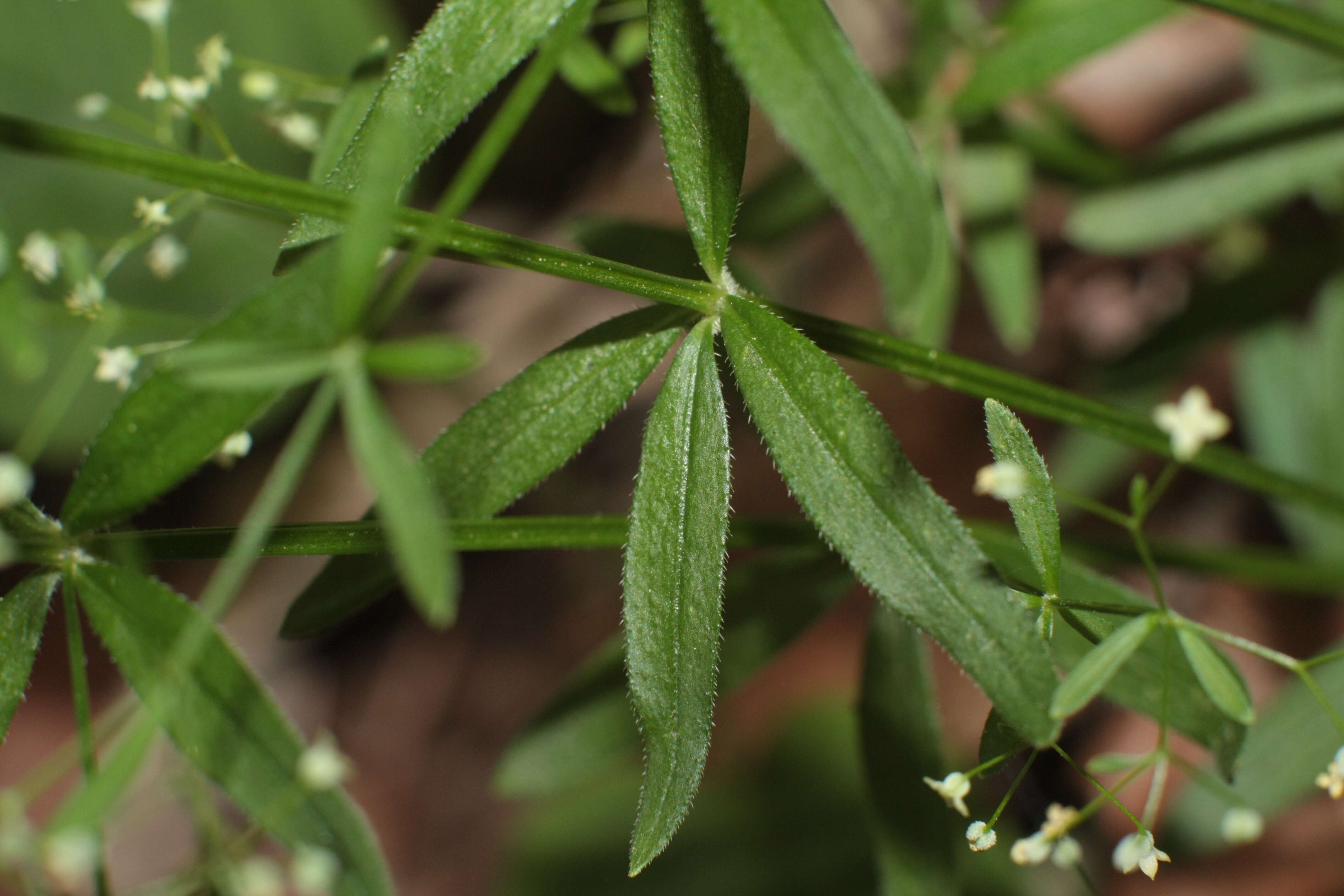 Image of three-petal bedstraw