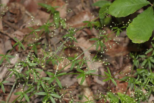 Image of three-petal bedstraw