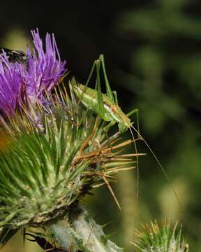 Image of striped bush-cricket