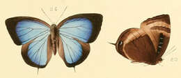 Plancia ëd Arhopala aexone (Hewitson (1863))