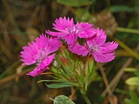 Image de Dianthus balbisii Ser.