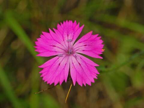 Image de Dianthus balbisii Ser.