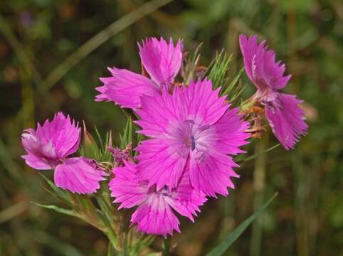 Image de Dianthus balbisii Ser.