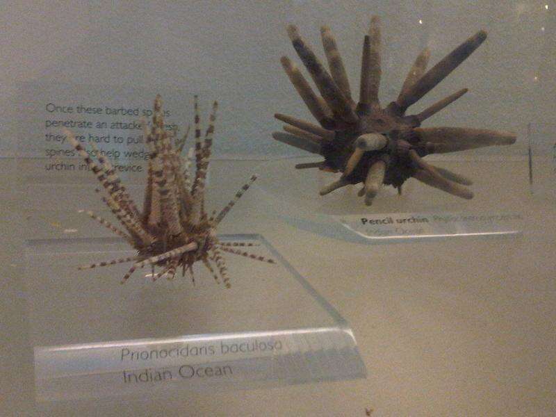 Image of Imperial urchin