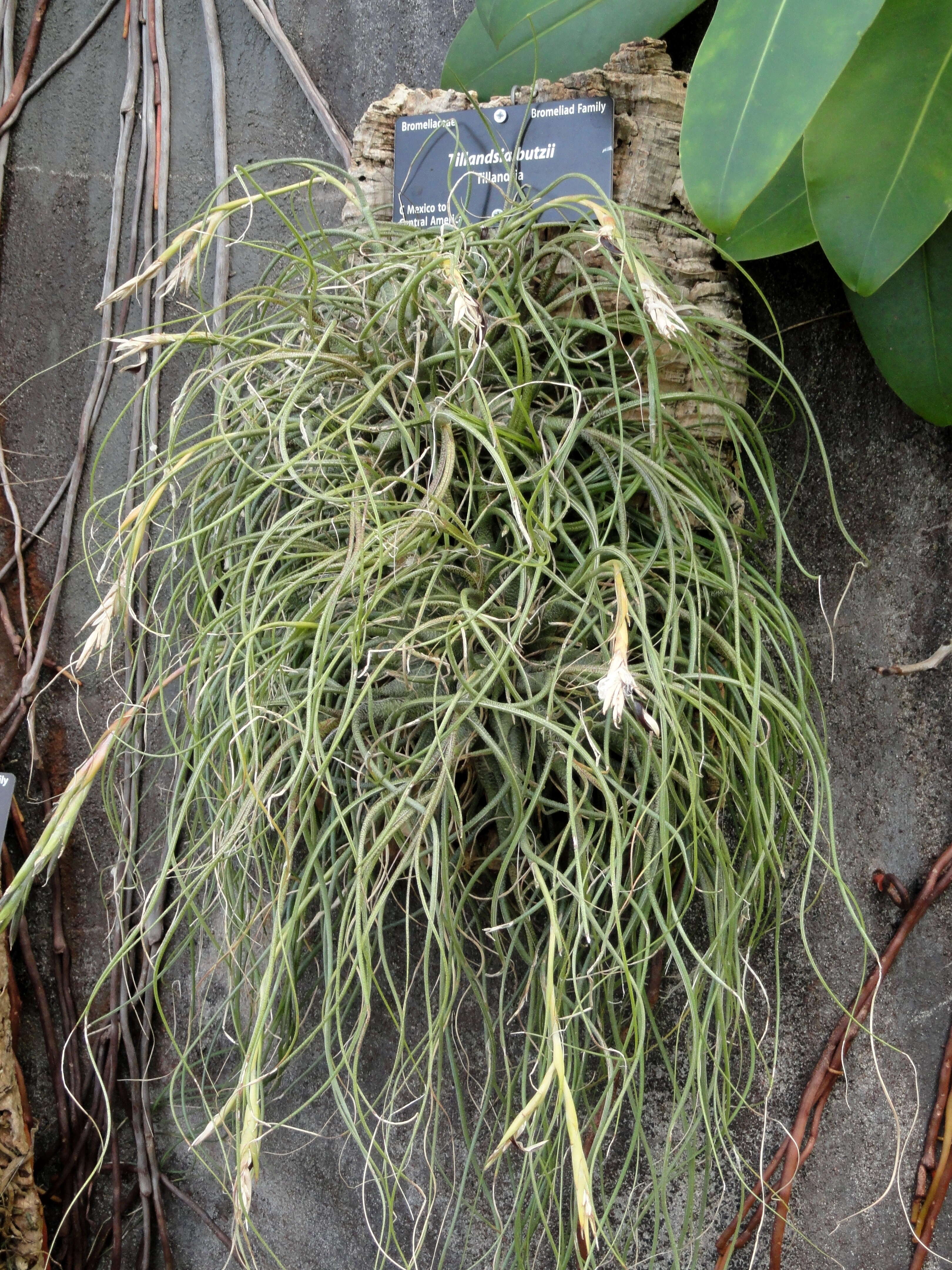 Image of Tillandsia butzii Mez