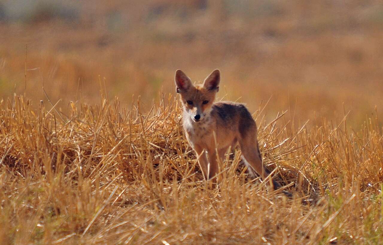 Image of Kurdistan red fox