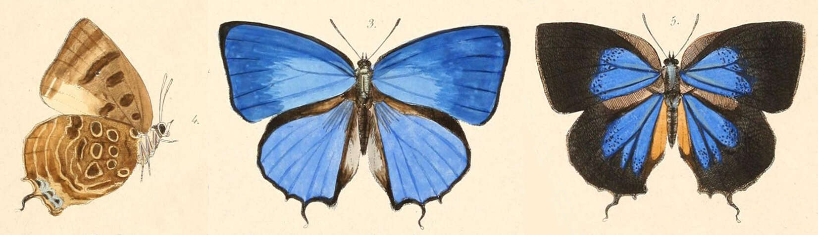 Plancia ëd Arhopala araxes Felder & Felder 1865