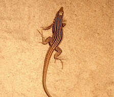 Image of New Mexico whiptail