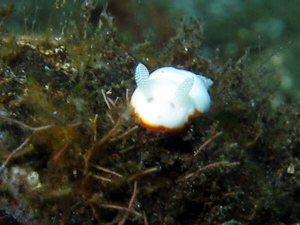 Слика од Goniobranchus albonares (Rudman 1990)