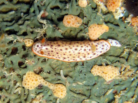 Image of Chromodoris aspersa (Gould 1852)