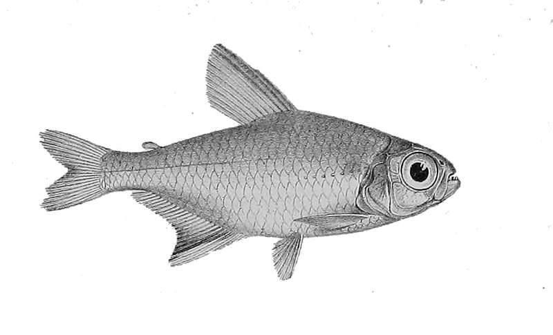 Image of Hemigrammus elegans (Steindachner 1882)