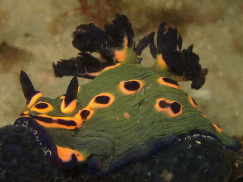 Image of Nembrotha rosannulata Pola, Cervera & Gosliner 2008