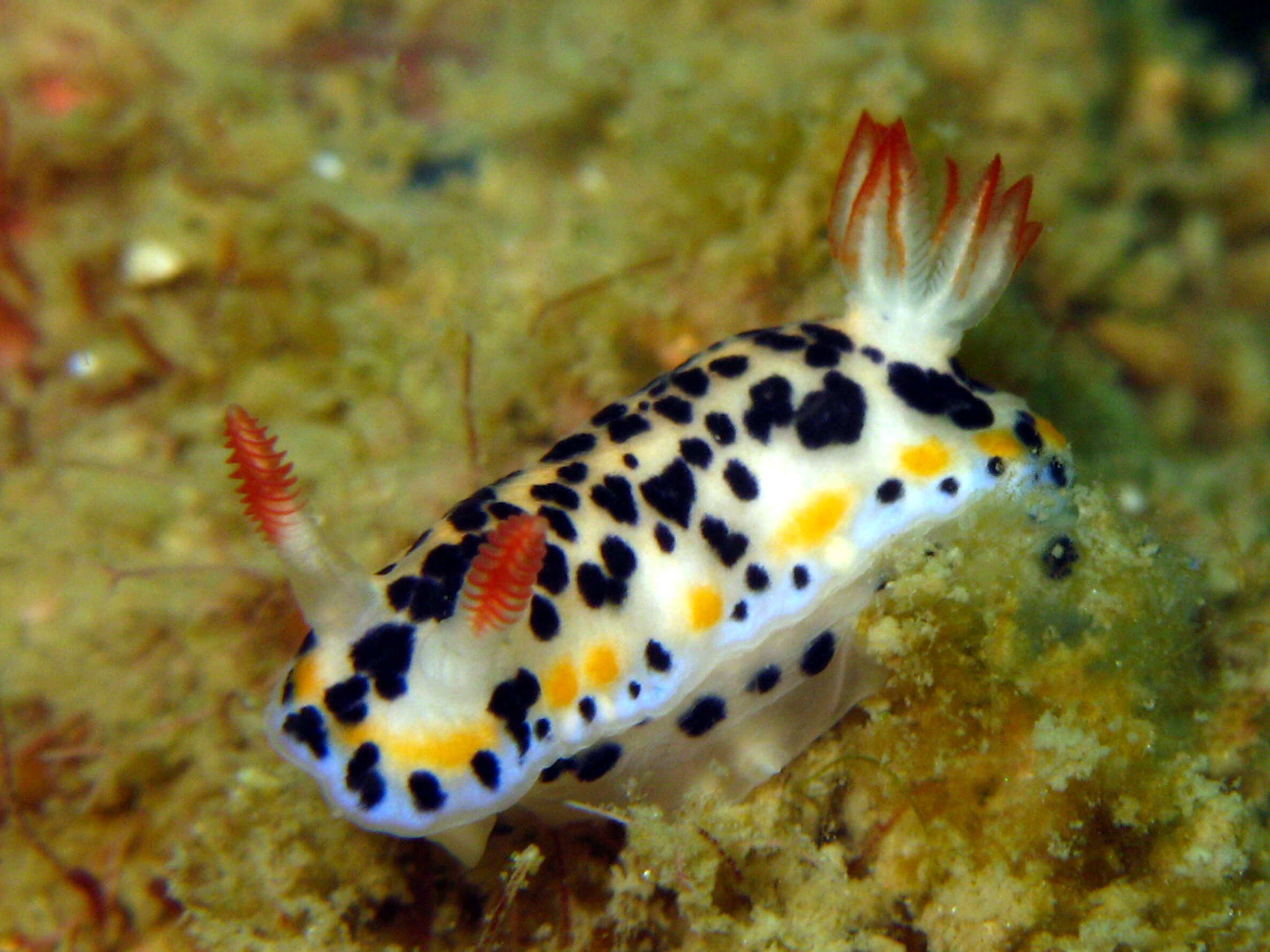 Image of Hypselodoris maritima (Baba 1949)