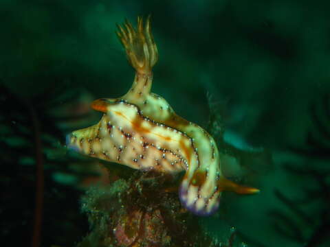 Image of Hypselodoris krakatoa Gosliner & R. F. Johnson 1999