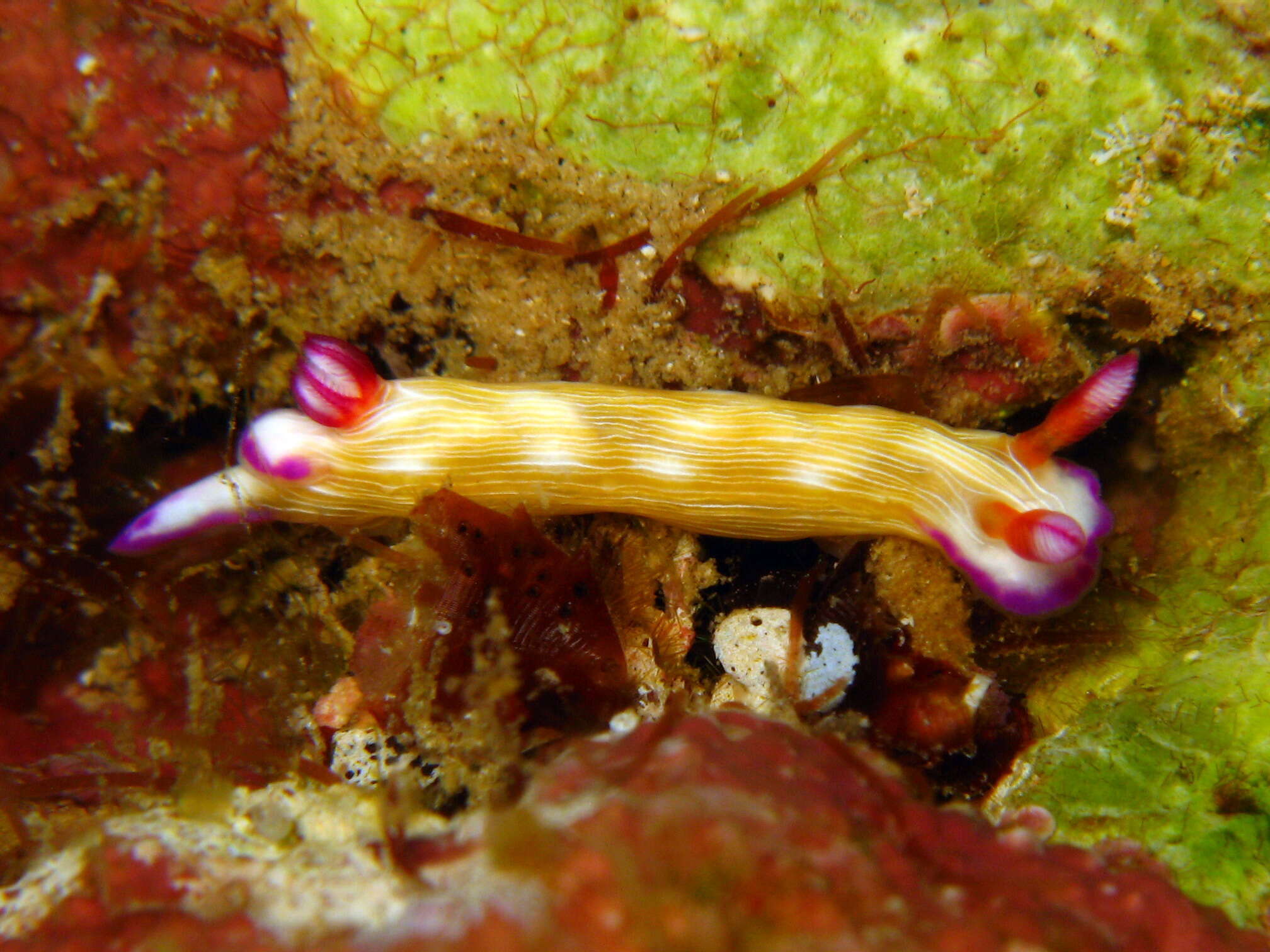 Image of Hypselodoris violabranchia Gosliner & R. F. Johnson 1999