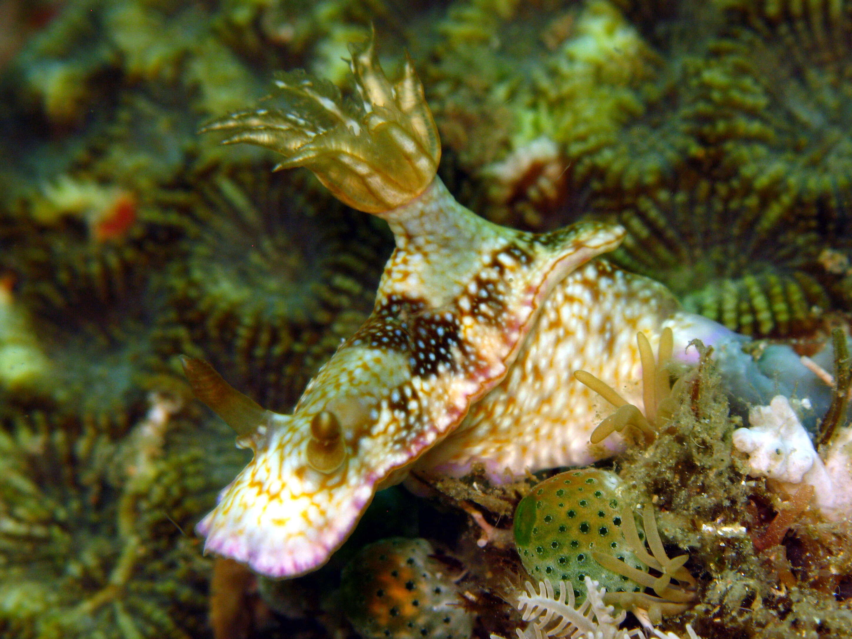 Image of Hypselodoris reidi Gosliner & R. F. Johnson 1999