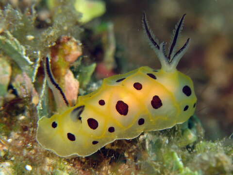 Image of Halgerda brunneomaculata Carlson & Hoff 1993