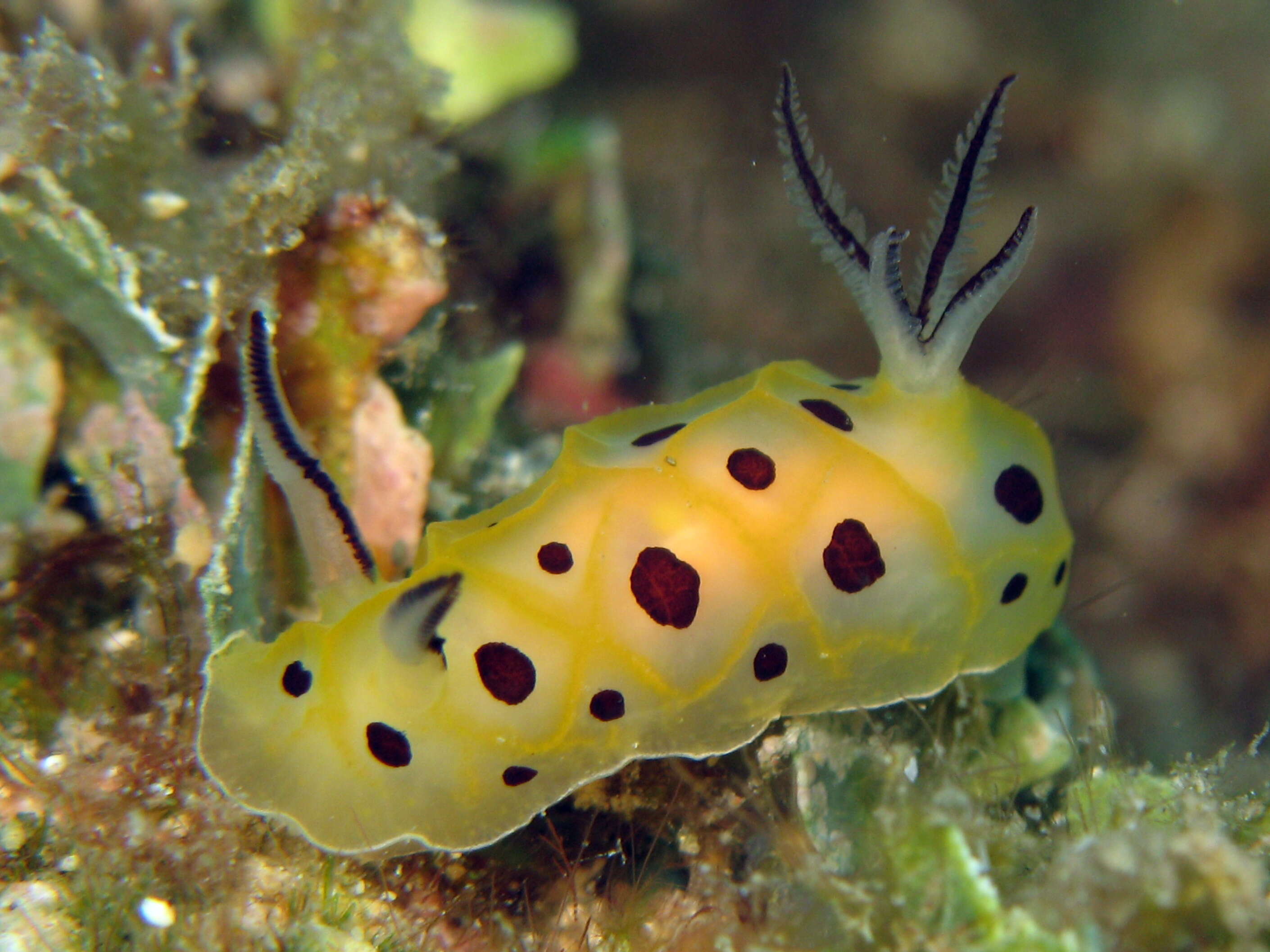 Слика од Halgerda brunneomaculata Carlson & Hoff 1993